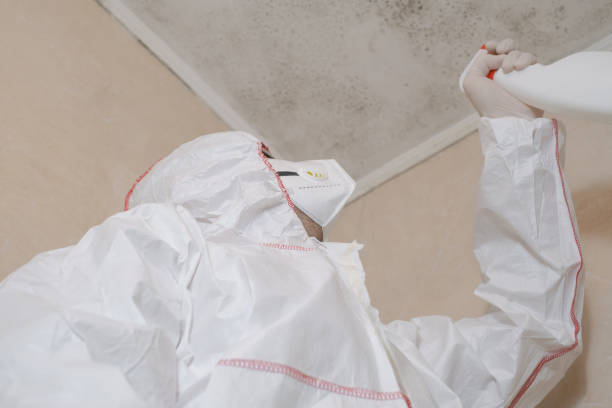 Best Preventive Mold Services in Purvis, MS