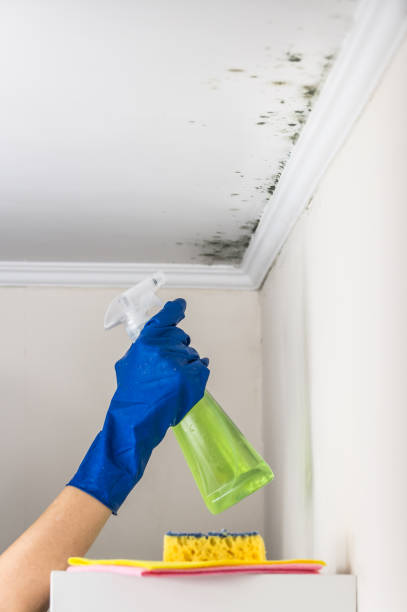 Best Black Mold Remediation in Purvis, MS